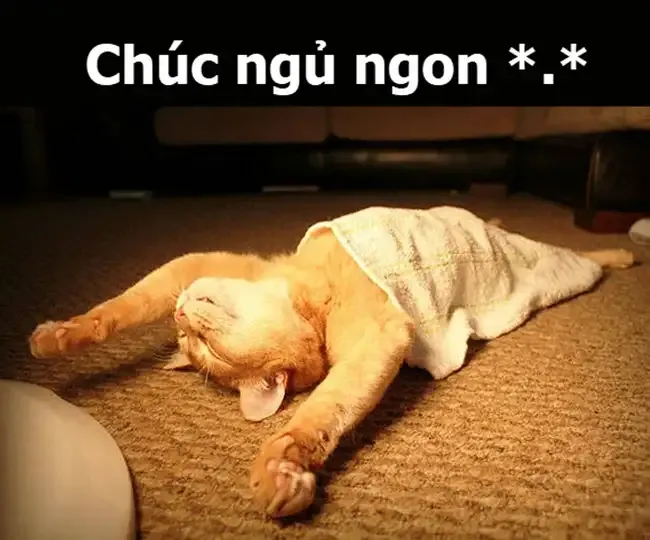 ảnh meme chúc ngủ ngon  20