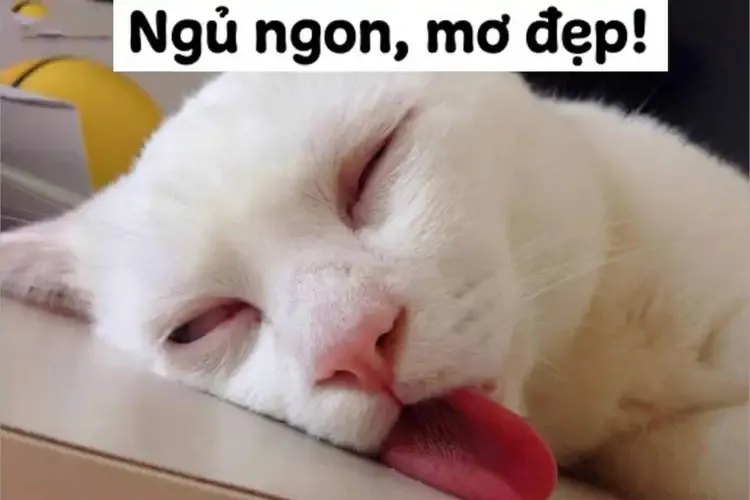 ảnh meme chúc ngủ ngon  22