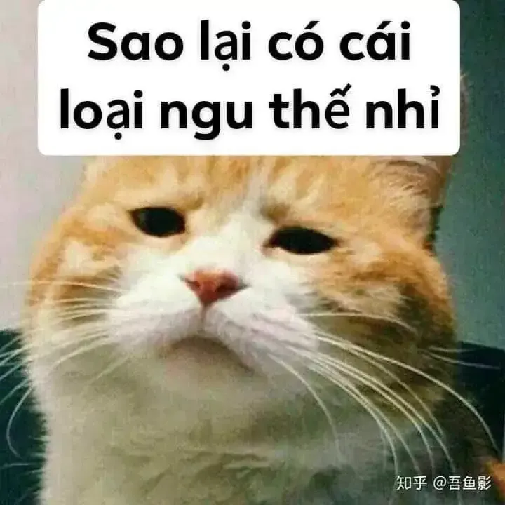  ảnh meme chửi  31