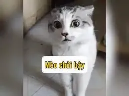  ảnh meme chửi  14