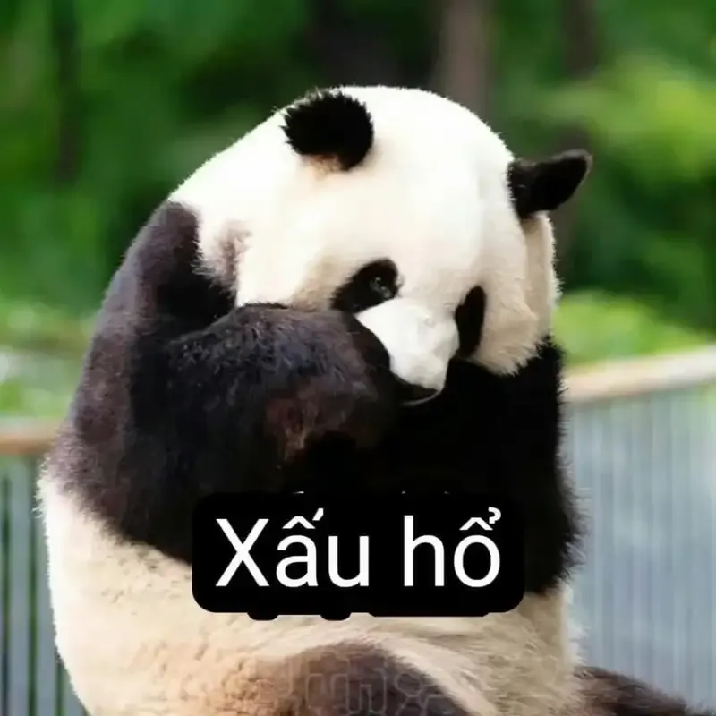  gấu trúc meme  4