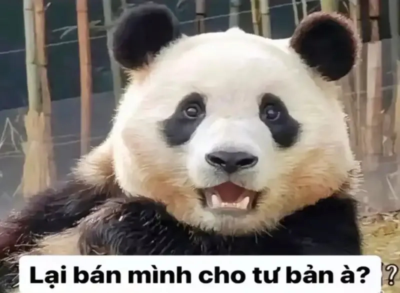  gấu trúc meme  14