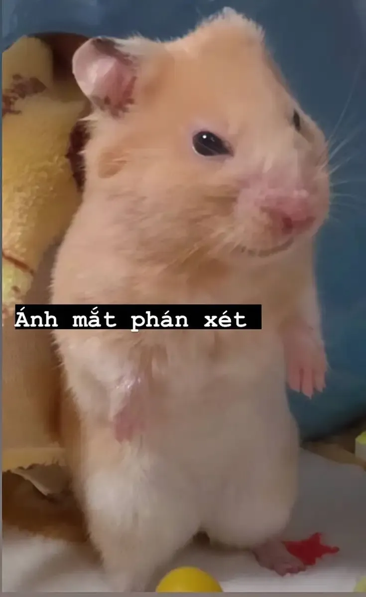  ảnh hình meme cute  3