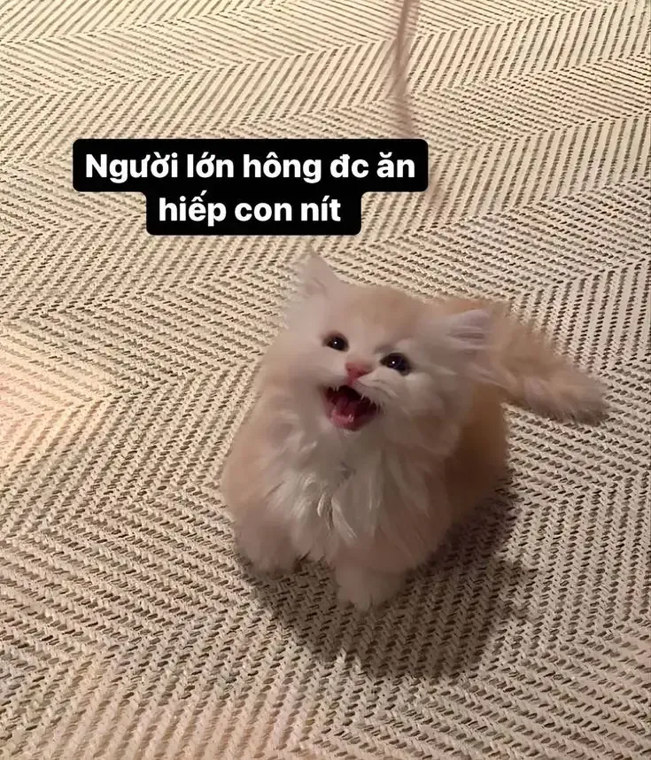  ảnh hình meme cute  43