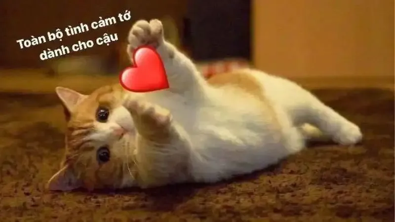  ảnh hình meme cute  45