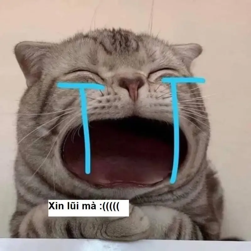  ảnh hình meme cute  25