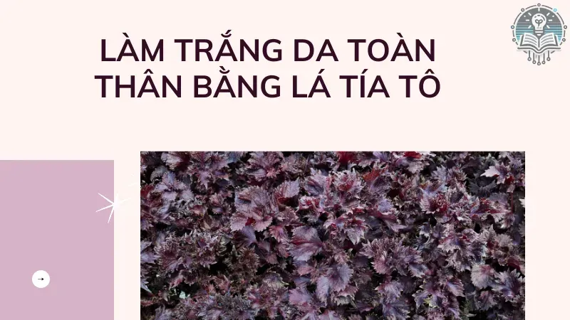 làm đẹp bằng lá tía tô 4