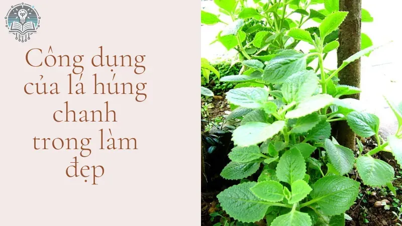 làm đẹp từ lá húng chanh 1