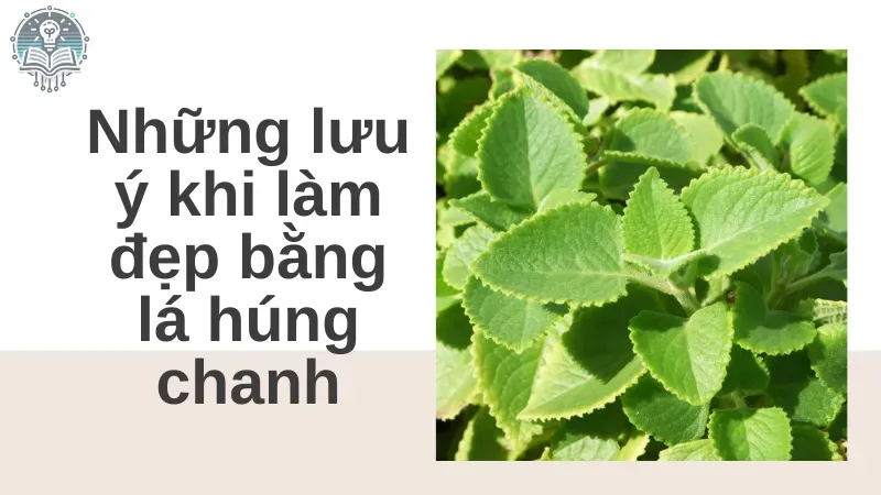 làm đẹp từ lá húng chanh 4