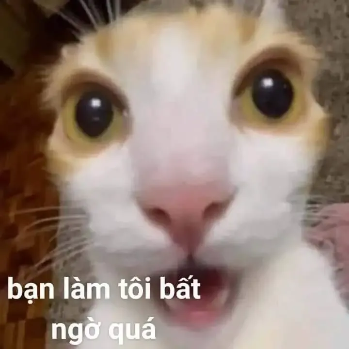  ảnh meme bất ngờ 14