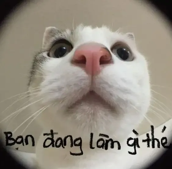  ảnh meme bựa  18