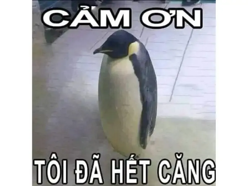 ảnh meme cảm ơn 18