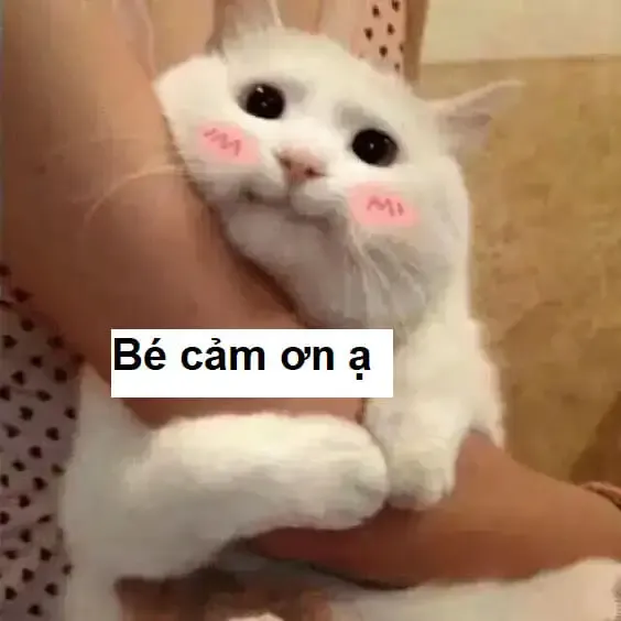 ảnh meme cảm ơn 30