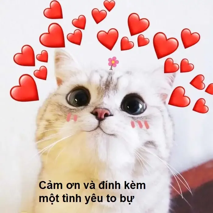 ảnh meme cảm ơn 19