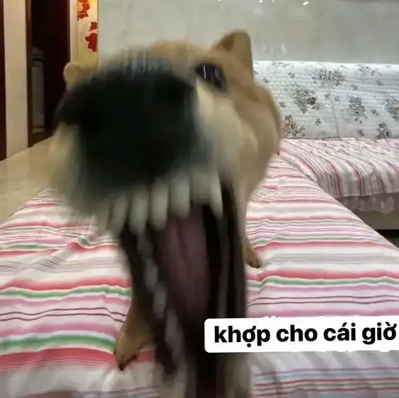 ảnh meme chó  23