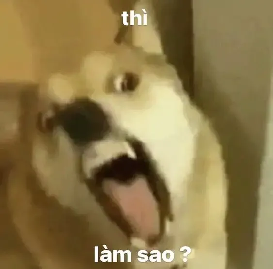 ảnh meme cười  4