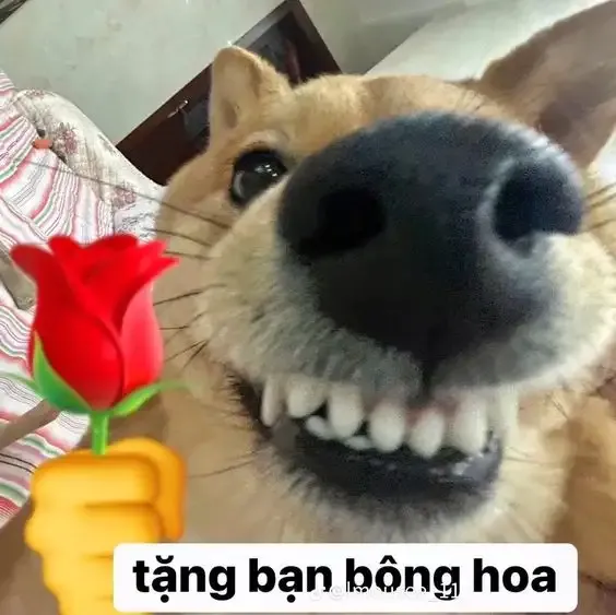 ảnh meme cười  10