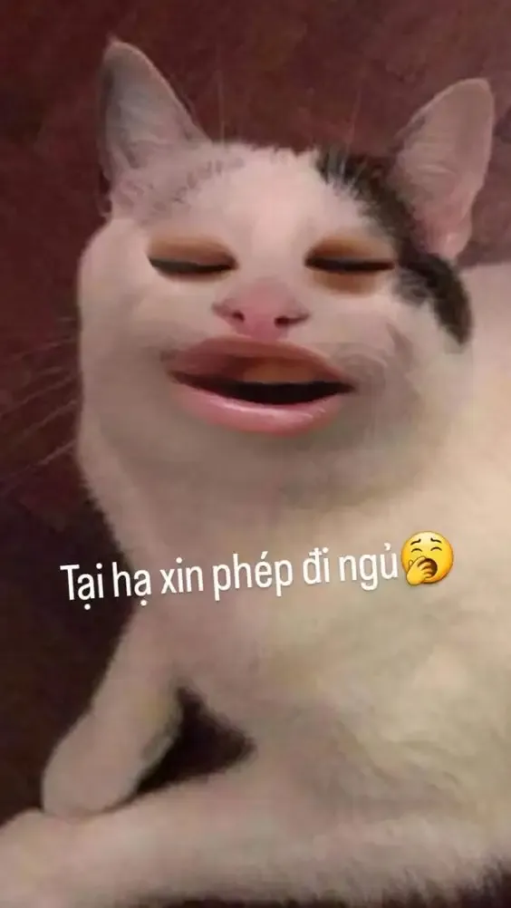 ảnh Meme Cute  30