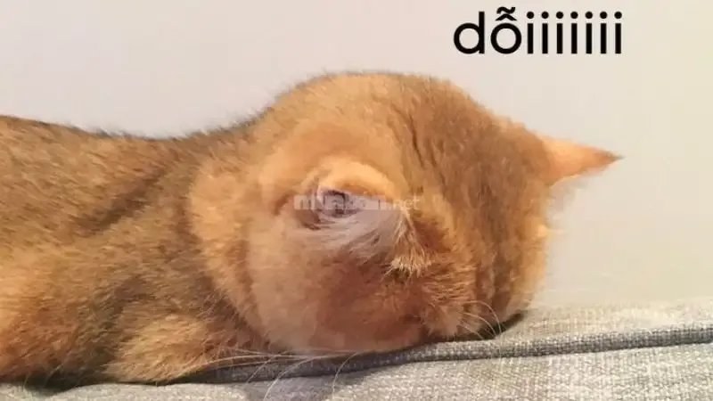 Giải trí thả ga với bộ sưu tập ảnh meme dỗi siêu hài hước
