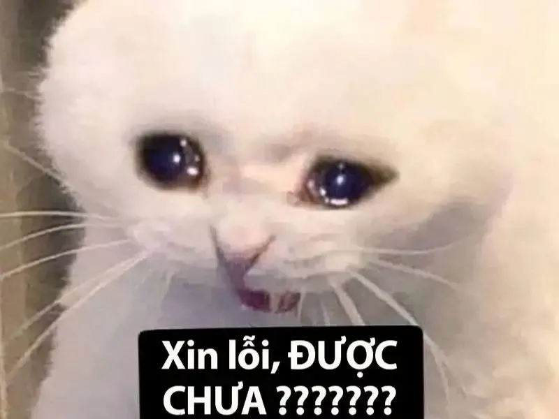  ảnh meme dỗi  28