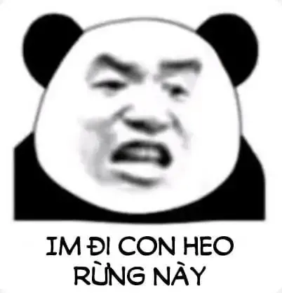 tập ảnh meme gấu  19