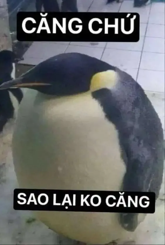 ảnh Meme hài  29