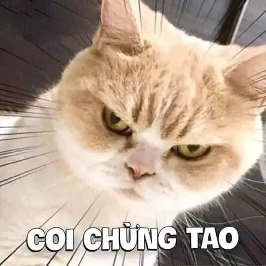 ảnh meme tức giận 24