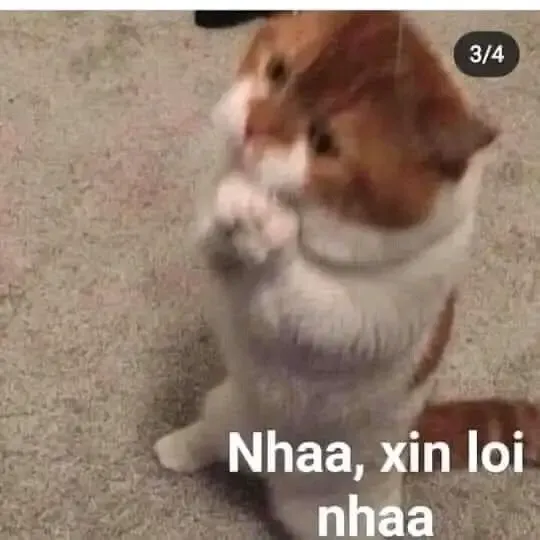  ảnh meme xin lỗi  5