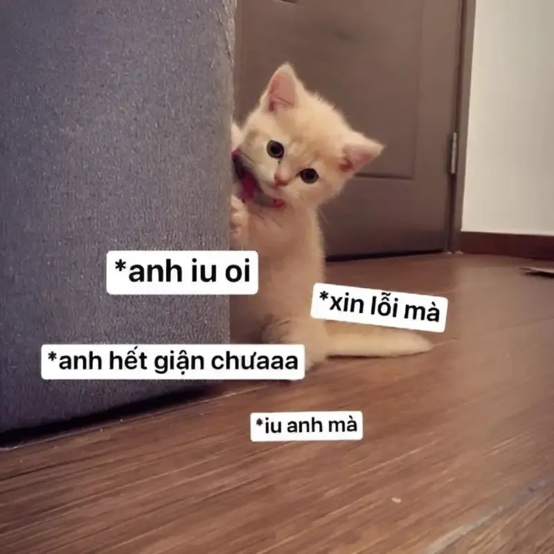  ảnh meme xin lỗi  15