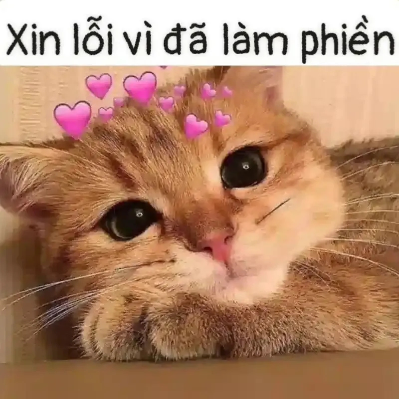  ảnh meme xin lỗi  30