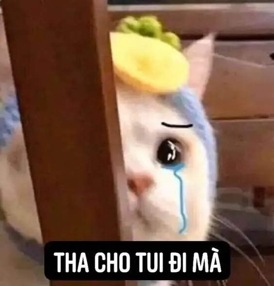  ảnh meme xin lỗi  17