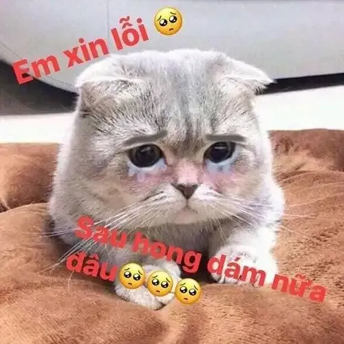  ảnh meme xin lỗi  18