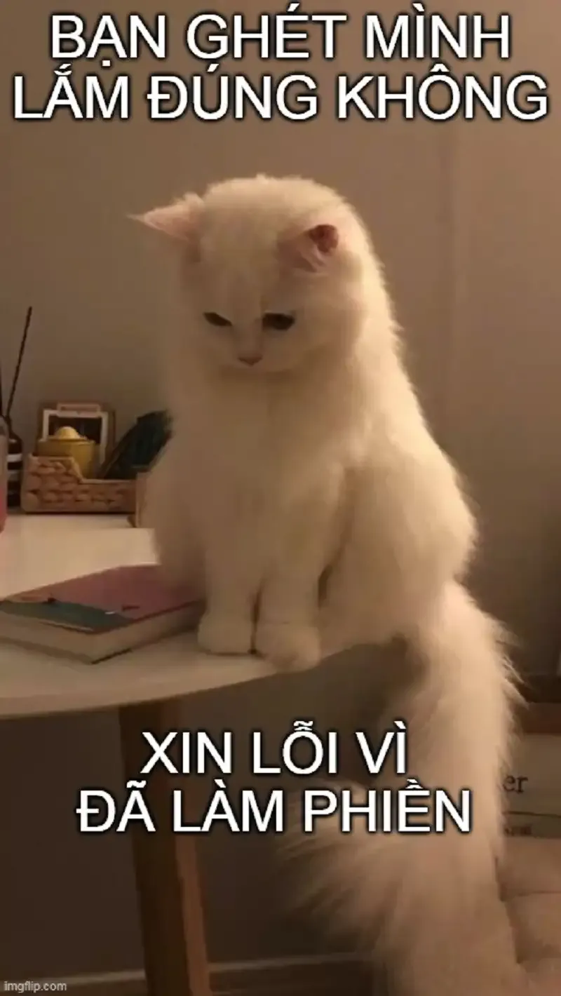  ảnh meme xin lỗi  19