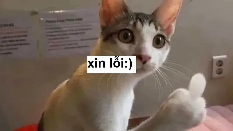  ảnh meme xin lỗi  38