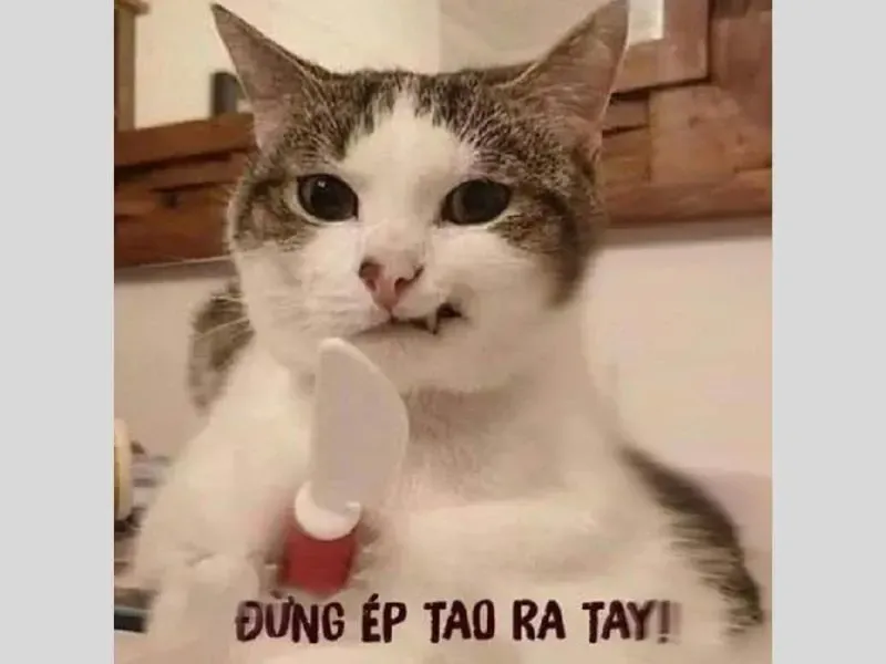 các meme nổi tiếng 9