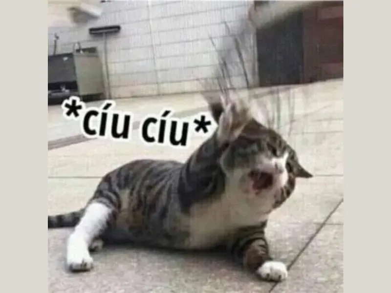 các meme nổi tiếng 14