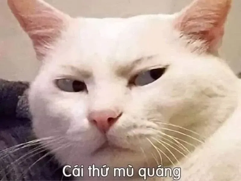 các meme nổi tiếng 15