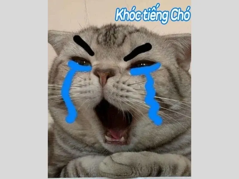 các meme nổi tiếng 40