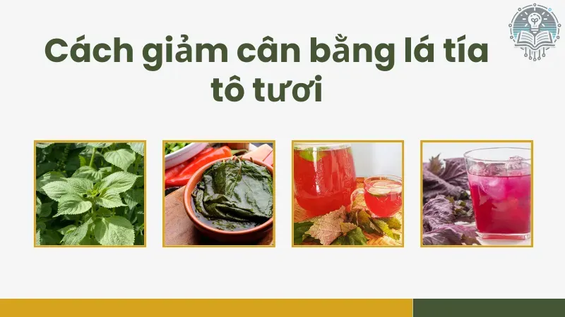 cách giảm cân bằng lá tía tô 4