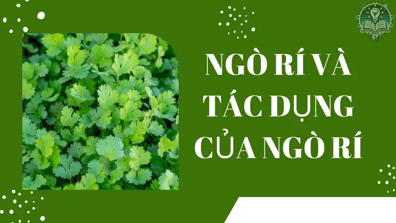 cách nấu nước ngò rí uống giảm cân 1