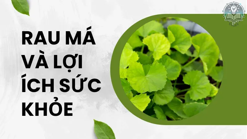 cách uống bột rau má giảm cân 1