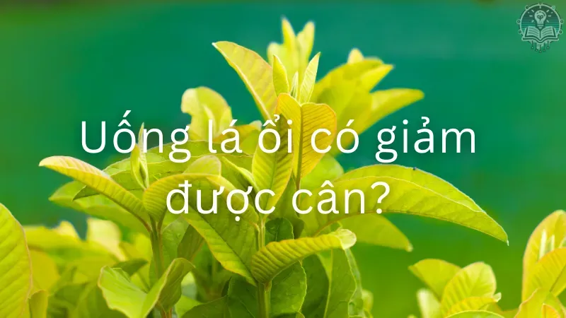 cách uống lá ổi giảm cân 1