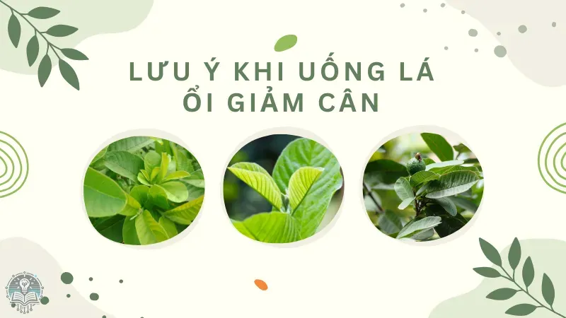 cách uống lá ổi giảm cân 5