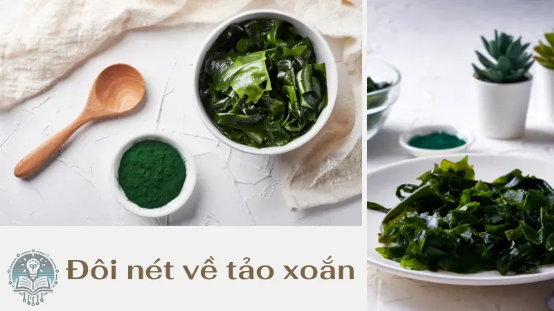 cách uống tảo xoắn để giảm cân 1