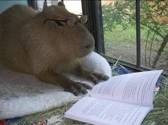 capybara meme 2