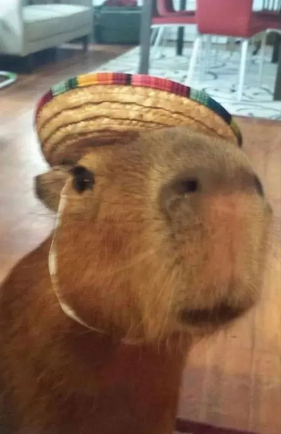 capybara meme 6