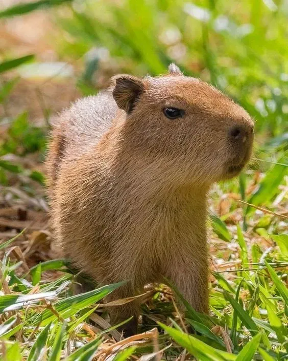 capybara meme 8