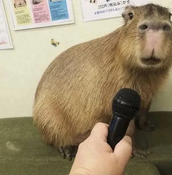 capybara meme 15