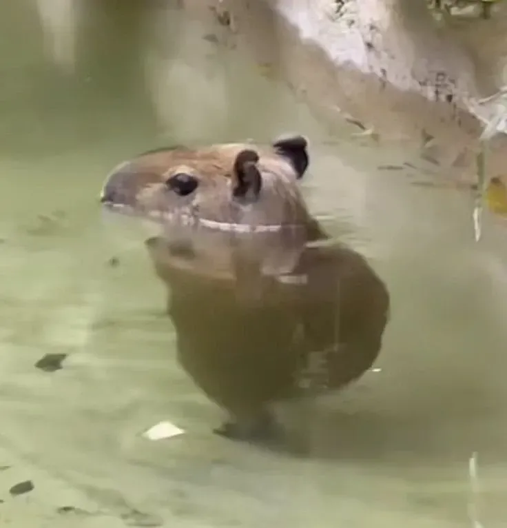 capybara meme 18