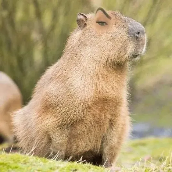 capybara meme 20